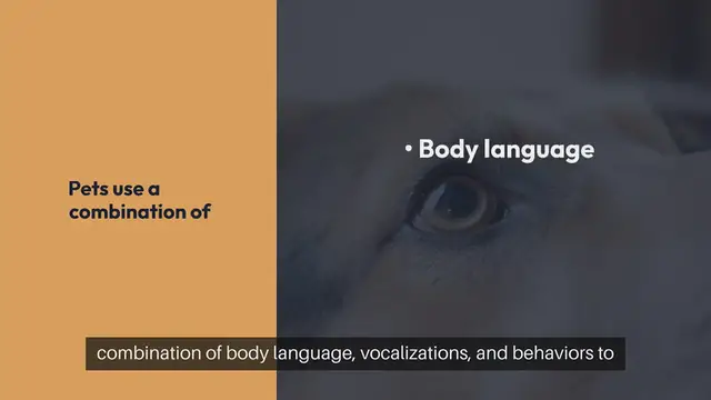 'Video thumbnail for Understanding Pet Communication'