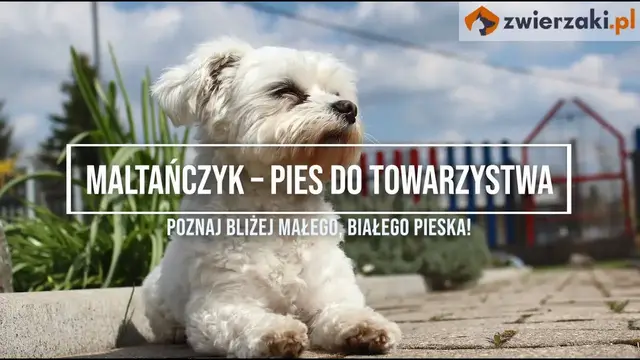 'Video thumbnail for Maltańczyk - cena, usposobienie, hodowla  | Zwierzaki.pl'