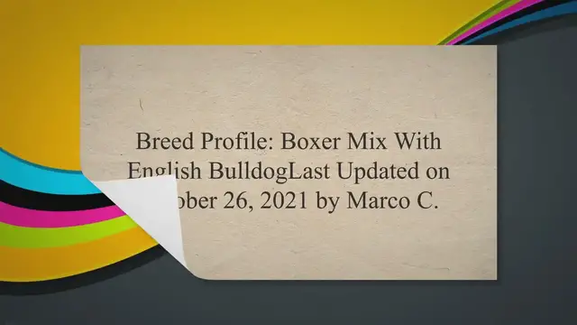'Video thumbnail for Breed Profile: Boxer Mix With English Bulldog'