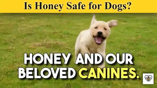 'Video thumbnail for Honey and Dogs: A Sweet Treat or a Risky Indulgence?'