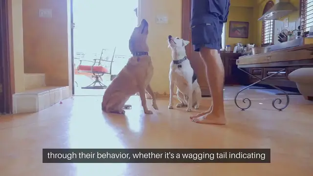 'Video thumbnail for Understanding Pet Behavior'