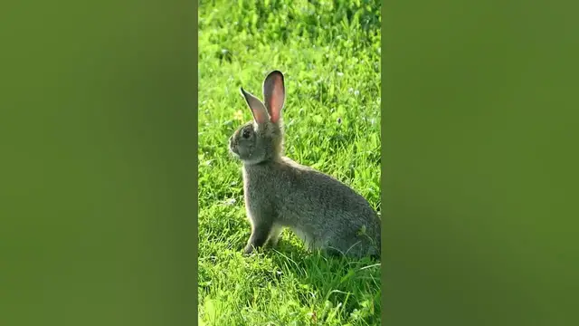 'Video thumbnail for The rabbit is enjoying a summer day.#shorts'