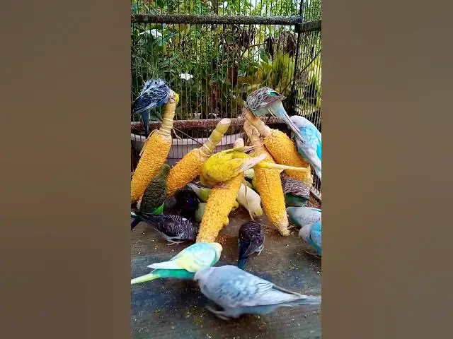 'Video thumbnail for 우리 새를 위한 채소 준비하는 방법 간단한 레시피! #birds #parrot #budgies #birdsounds #animals #새의 세계안녕하세요, {Inco 건강 상태 표'