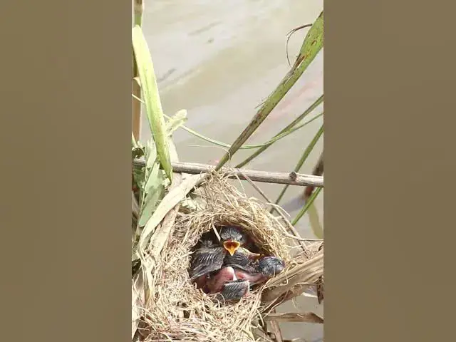 'Video thumbnail for Wild bird 4k | 68 #birds'