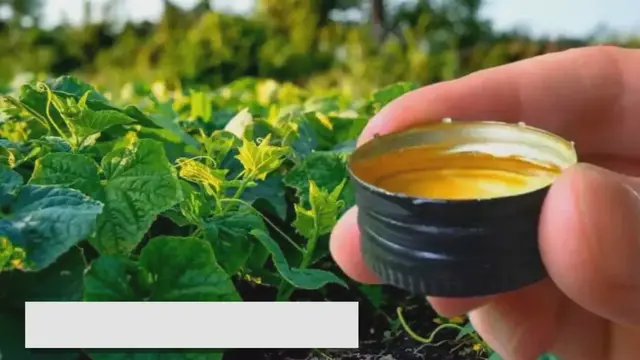 'Video thumbnail for Boost Your Cucumber Harvest with This Natural Fertilizer Secret!'