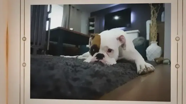 'Video thumbnail for How to Help a Puppy with Anxiety: Tips and Tricks'