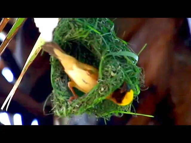 'Video thumbnail for maya bird made nest for egg & baby birds'
