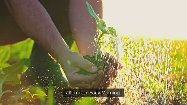 'Video thumbnail for Best Time of Day to Water Plants'