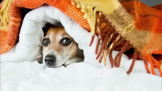 'Video thumbnail for Why Dogs Burrow Under the Covers'