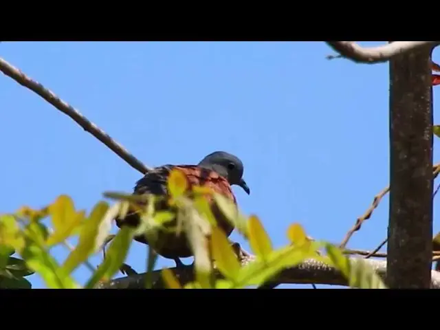 'Video thumbnail for Femal wild dove bird waiitng in love with male dove bird'