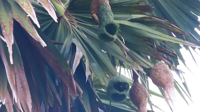 'Video thumbnail for Wow Small of golden bird makde nest'