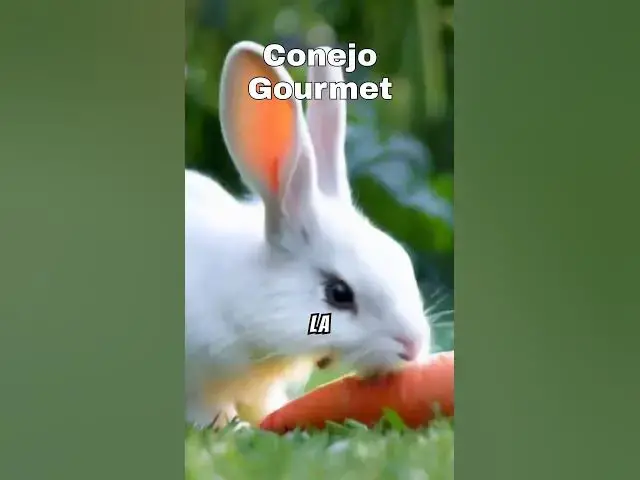 'Video thumbnail for "¡Conejo y Zanahoria: La Lamedura Más Adorable del Mundo! 🐰🥕❤️"'