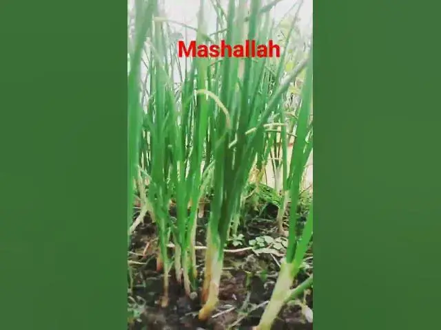 'Video thumbnail for Roof garden #shorts #youtubeshort #viral'
