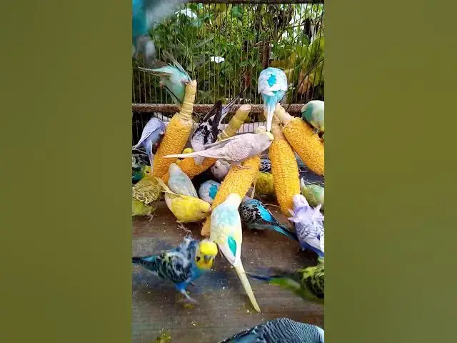 'Video thumbnail for 우리 새를 위한 채소 준비하는 방법 간단한 레시피! #birds #parrot #budgies #birdsounds #animals #새의 세계안녕하세요, {Inco 건강 상태 표'