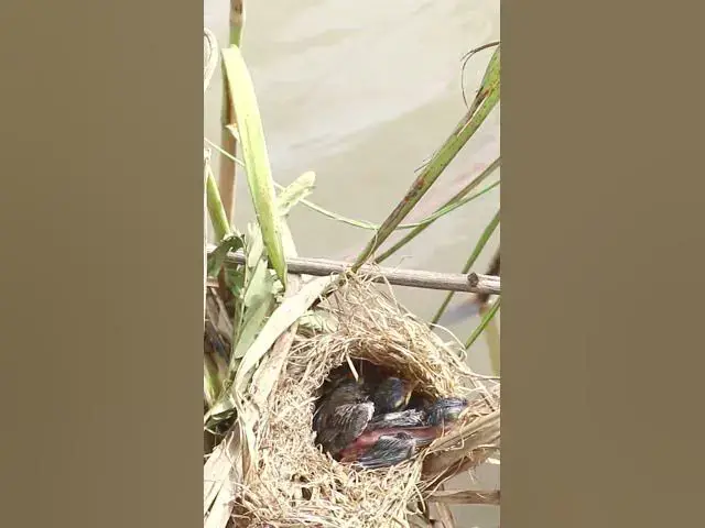 'Video thumbnail for Wild bird 4k | 69 #birds'
