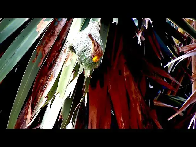 'Video thumbnail for Amazing of lake - Nest bird & Cute of wild bird catch food & made nest for birds'