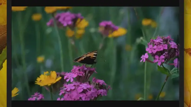 'Video thumbnail for How to Take Penstemon Cuttings UK?'