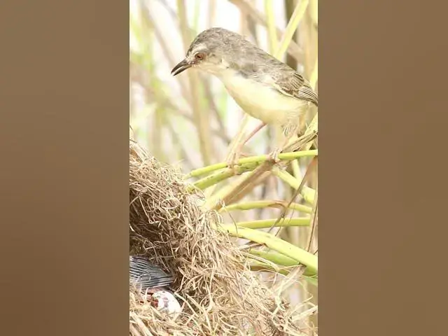 'Video thumbnail for Wild bird 4k | 70 #birds'