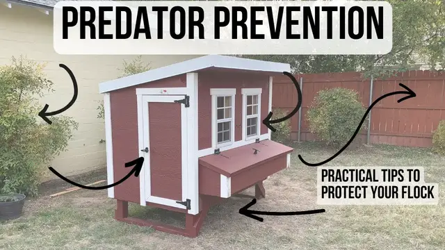 'Video thumbnail for Practical Tips to Protect Your Backyard Chickens from Predators'