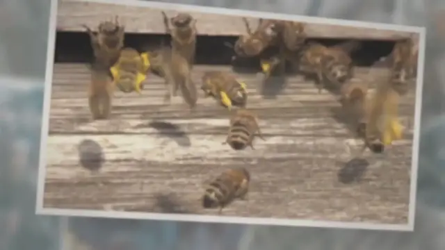 'Video thumbnail for A Bee With An Orange Stripe'