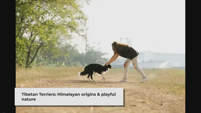 'Video thumbnail for How long do Tibetan Terriers typically live?'