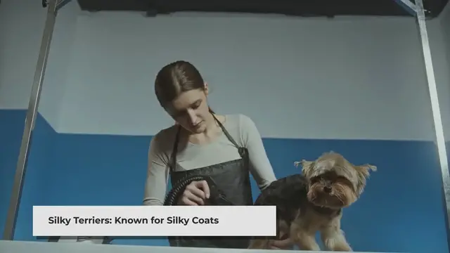 'Video thumbnail for Do silky terriers shed excessively?'