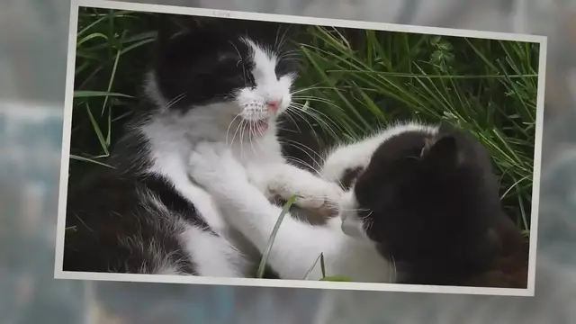 'Video thumbnail for True Meaning And Right Interpretation Of Dreams About Cats'