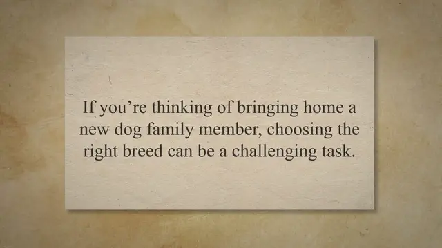 'Video thumbnail for Discover the Top 10 Best Dog Mix Breeds: A Guide to Finding Your Perfect Dog | Collies Life'