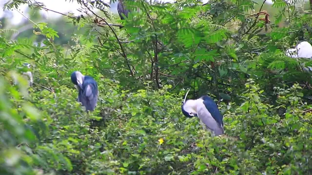 'Video thumbnail for Wild bird a lot stay on nest'