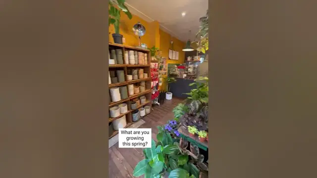 'Video thumbnail for Edinburgh's Cutest Plant Shop? #Shorts'