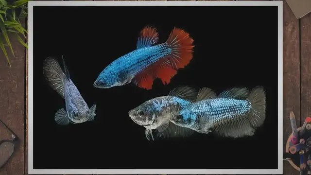 'Video thumbnail for What Is A Betta Sorority – Tank Setup Guide'