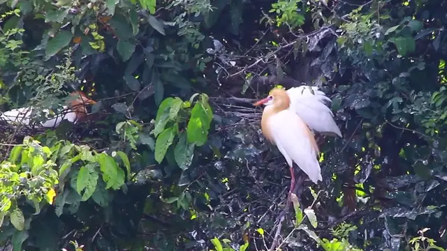 'Video thumbnail for Cute of bird in love on nest'