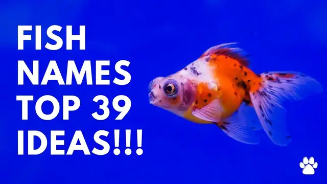 'Video thumbnail for Fish Names 39 BEST & CUTE & TOP Ideas | Names'