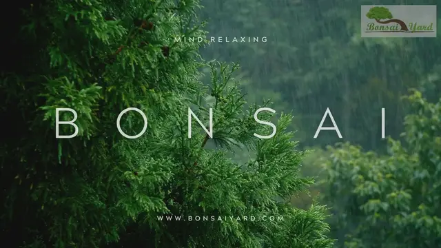 'Video thumbnail for MIND RELAXING BONSAI '