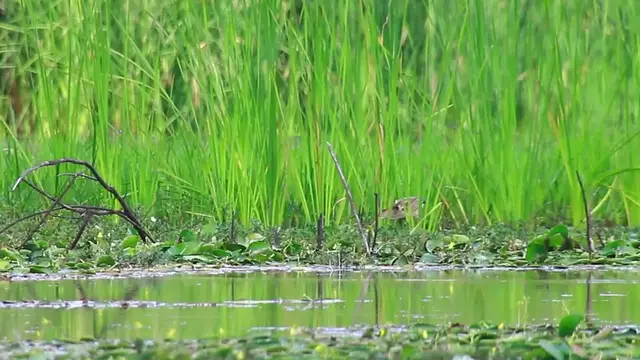 'Video thumbnail for In lake, bird catch fish in lake'