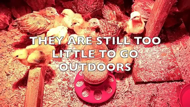 'Video thumbnail for Brooder Box Supplies You Need for Thriving Chicks'