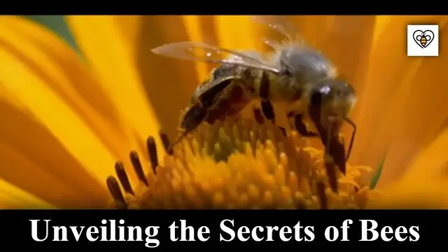 'Video thumbnail for The Buzzing World: Unveiling the Secrets of Bees'