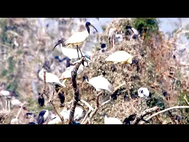'Video thumbnail for Amazing of Lake - All nest &  bird in lake at Avean lake'
