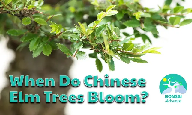 'Video thumbnail for When Do Chinese Elm Trees Bloom?'