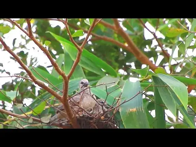 'Video thumbnail for wild birds dovefd in nes | the nest dove bird for baby stay here'