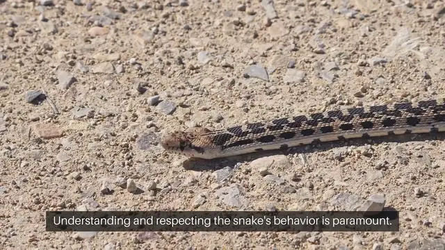 'Video thumbnail for Snake Handling Precautions'