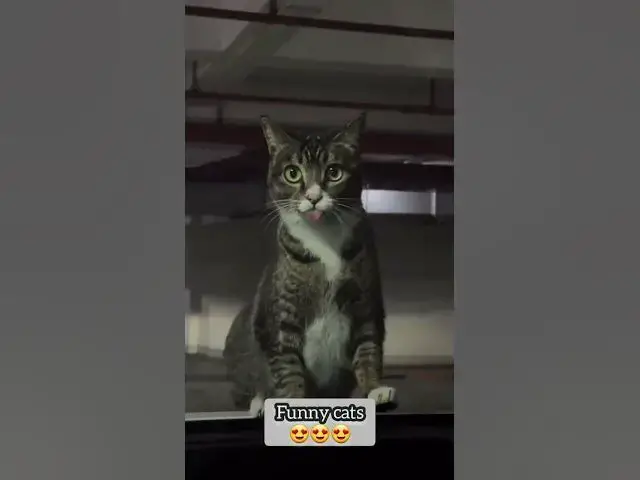 'Video thumbnail for Funny Cats #adorable#cat #fyp #cutecat #cats'