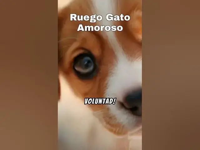 'Video thumbnail for "¡La Mirada Más Tierna del Mundo: Este Cachorro Robará Tu Corazón! 🐶💖'