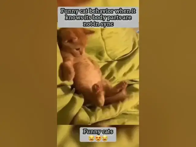 'Video thumbnail for #cats#funnycats#adorable#cutes#fypviral'