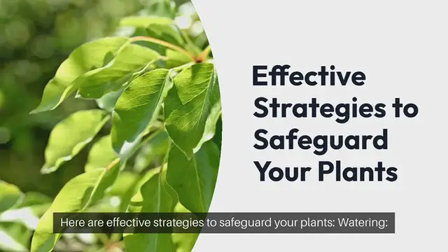 'Video thumbnail for Protecting Plants During Extreme Heat'