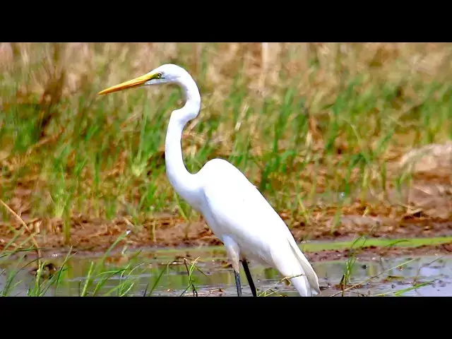 'Video thumbnail for Amazing of lake - In lake bird eat fish | A lot bird crying catch food here'