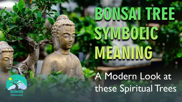 'Video thumbnail for Bonsai Tree Symbolic Meaning: A Modern Look at these Spiritual Trees'