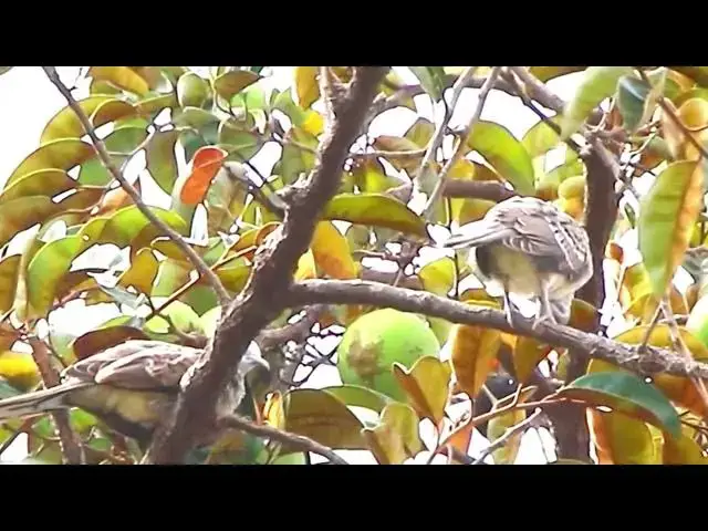'Video thumbnail for Top wild dove on nest | female or male dove'