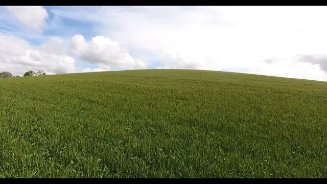 'Video thumbnail for prato verde'