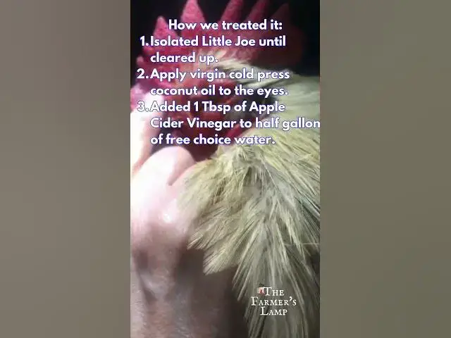 'Video thumbnail for Chicken eye worm treatment'